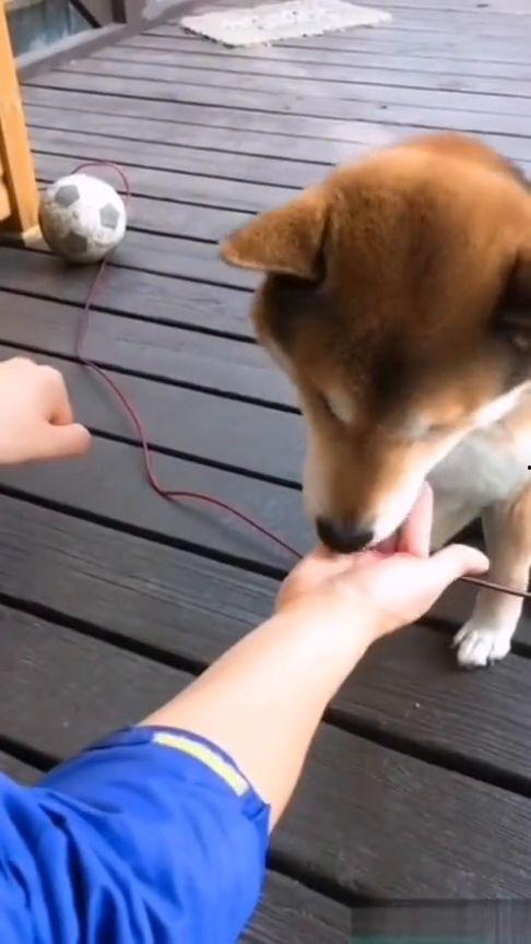 小狗最后变成人了吗视频,最终变身之谜揭晓