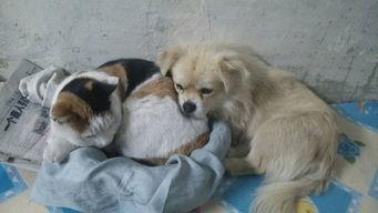 小狗最后变成人了吗视频,最终变身之谜揭晓