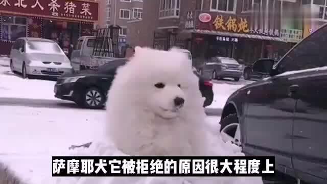 小狗最后变成人了吗视频,最终变身之谜揭晓