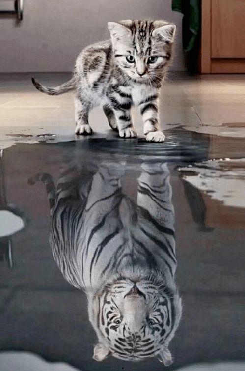 小老虎手工成人鞋子视频,一针一线展现匠心独运